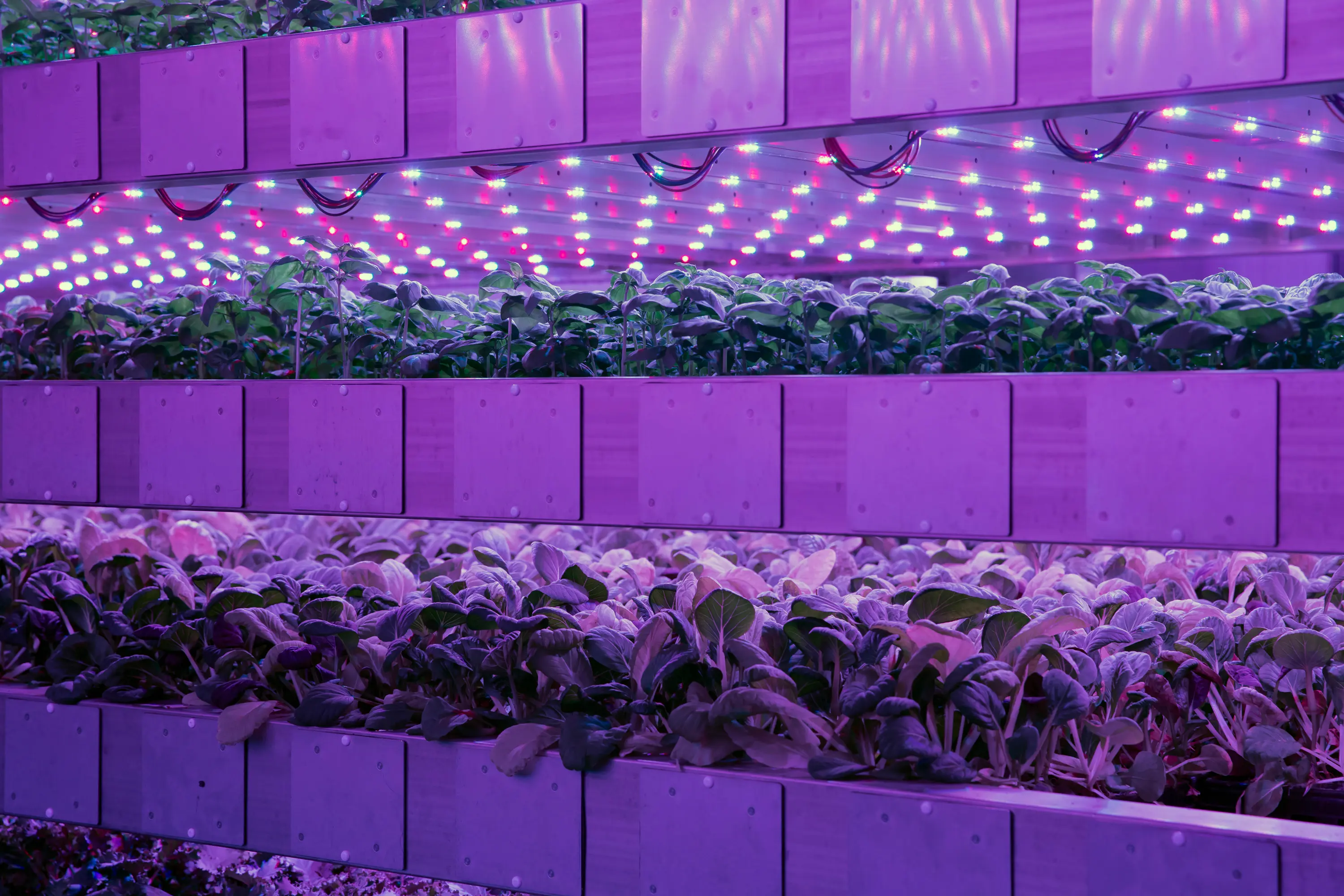 Image showcasing Modular Vertical Farming | Intelligent Growth Solutions